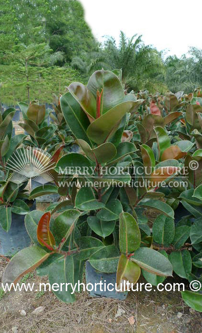 Ficus Elastica Rubra (1m)